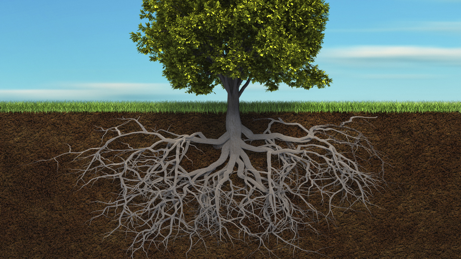 Les Racines Syst me Racinaire D un Arbre Arboplus Les Racines Syst me Racinaire D un Arbre Arboplus