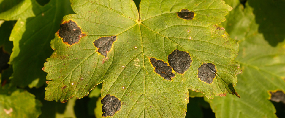 Arbre - Maladies des feuilles - Tache goudronnée de l'érable