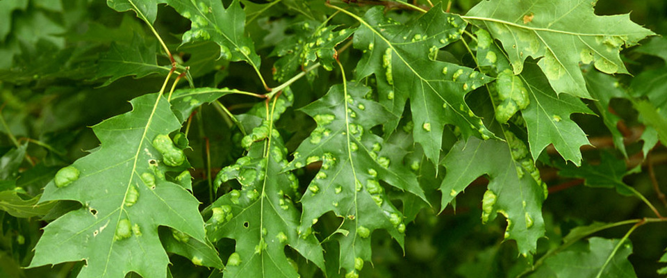 Arbre - Maladies des feuilles - Anthracnose