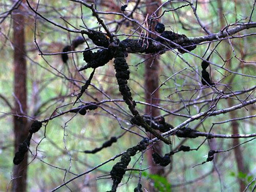 Arbre - Maladies fongiques - Nodule noir