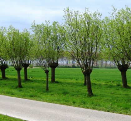 Détecter un problème dans mon arbre