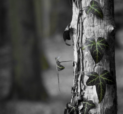 Le mal, qu'est-ce que c'est - Philosophie d'arboriculture