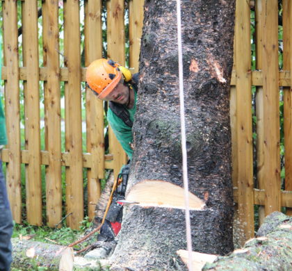 Comment couper un arbre - Comment abattre un arbre