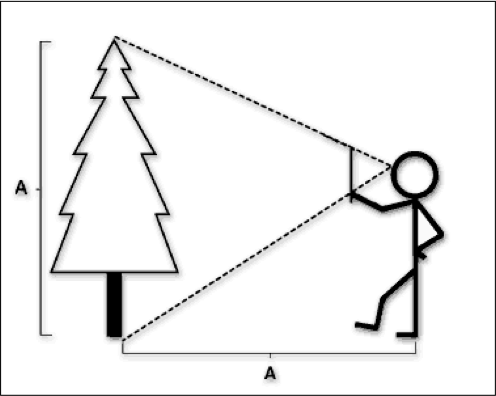 Mesurer un arbre avec un bâton