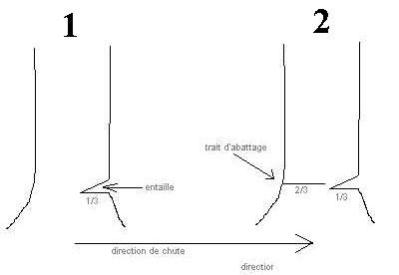 Entaille d'abattage - Trait d'abattage