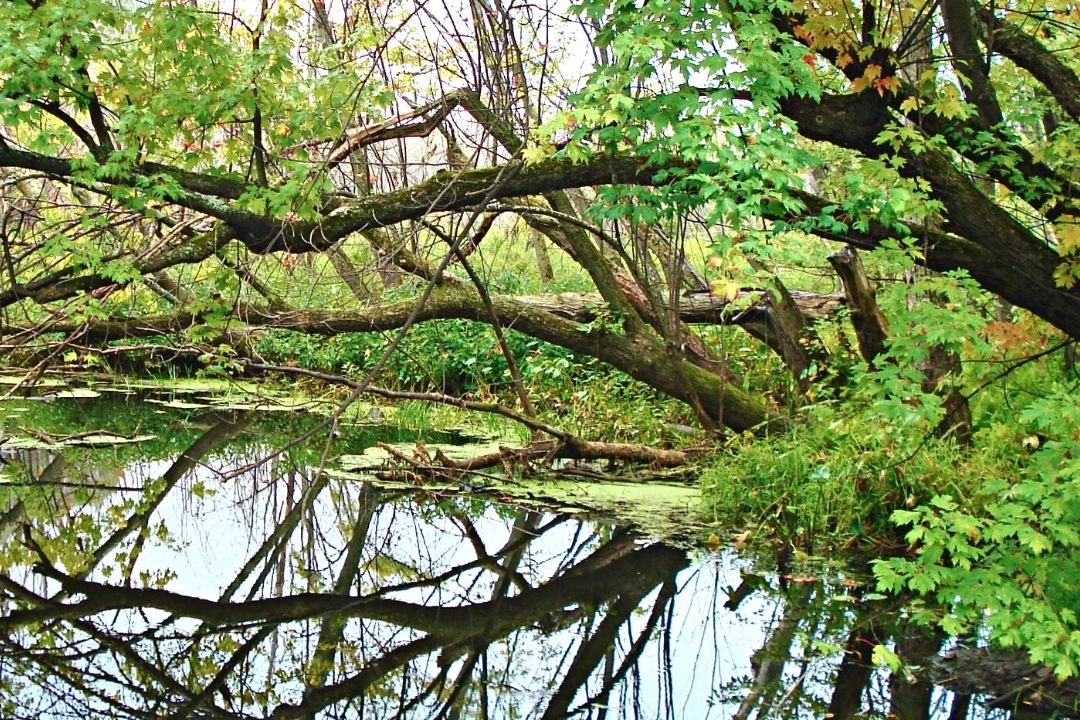 Arbres et végétaux en bande riveraine