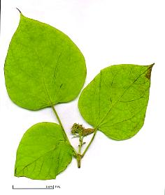 Catalpa - Feuilles simple opposées