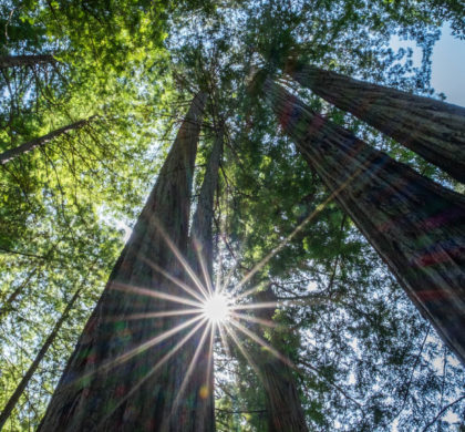 Comment mesurer la hauteur d'un arbre