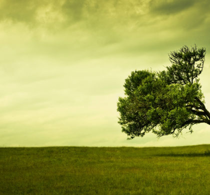 Comment redresser un arbre qui penche