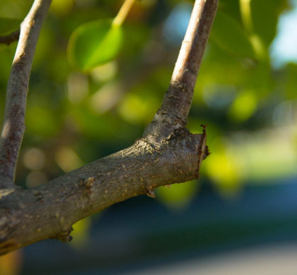 La taille d'un jeune arbre