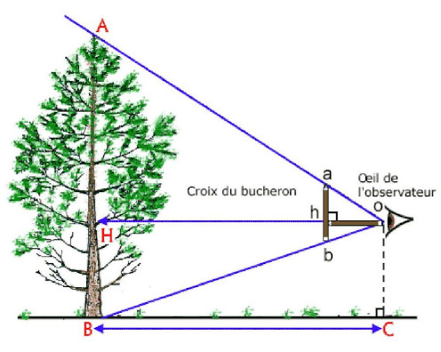 Mesurer un arbre avec la croix du bûcheron