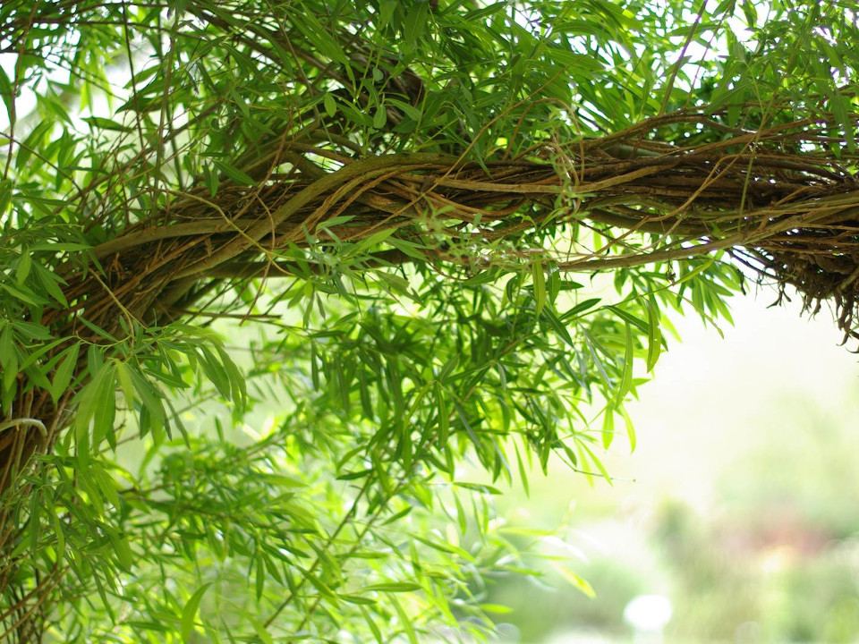 Osier - Jeunes pousses de saule