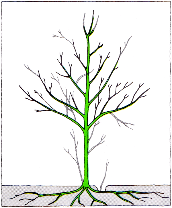 La taille des branches d'un jeune arbre