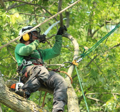 Trois outils indispensables en arboriculture