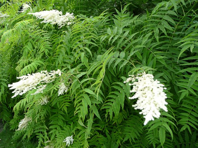 Sorbier Sorbaria d'Aitchison en floraison