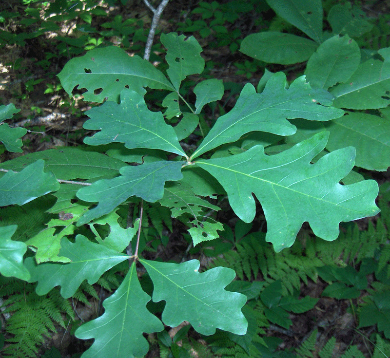 Chêne blanc - Feuilles à lobes arrondis