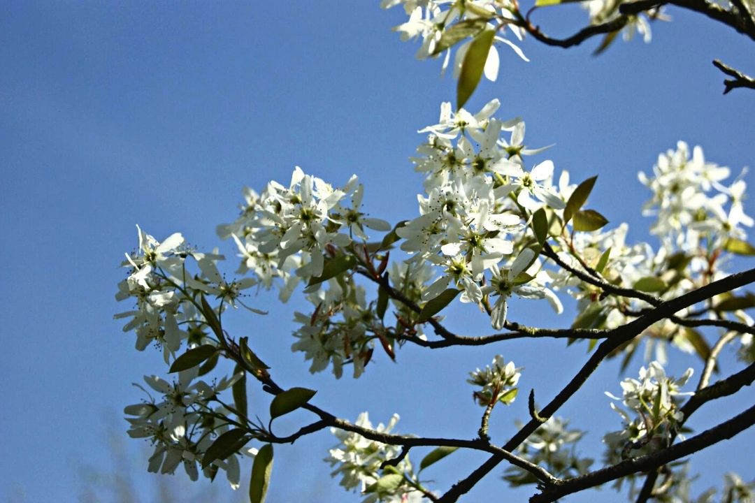 amelanchier-floraison-du-printemps-au-Quebec