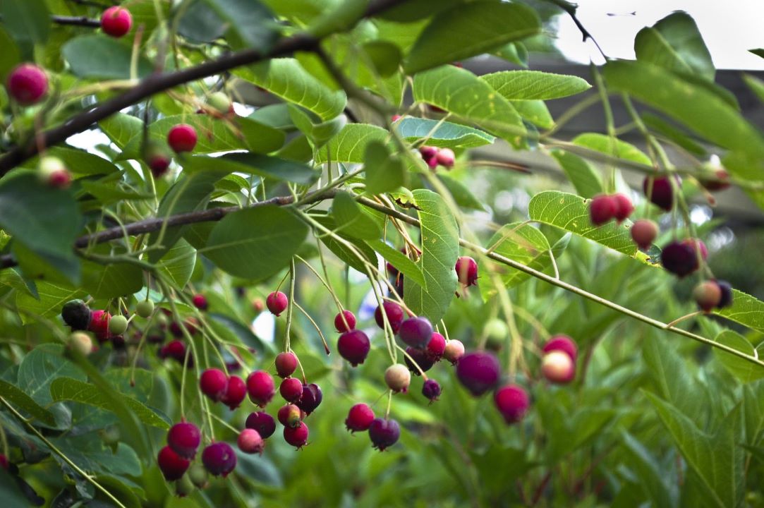 baies-comestibles-amelanchier