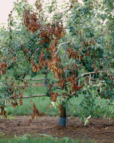 Brûlure bactérienne du pommier à Montréal