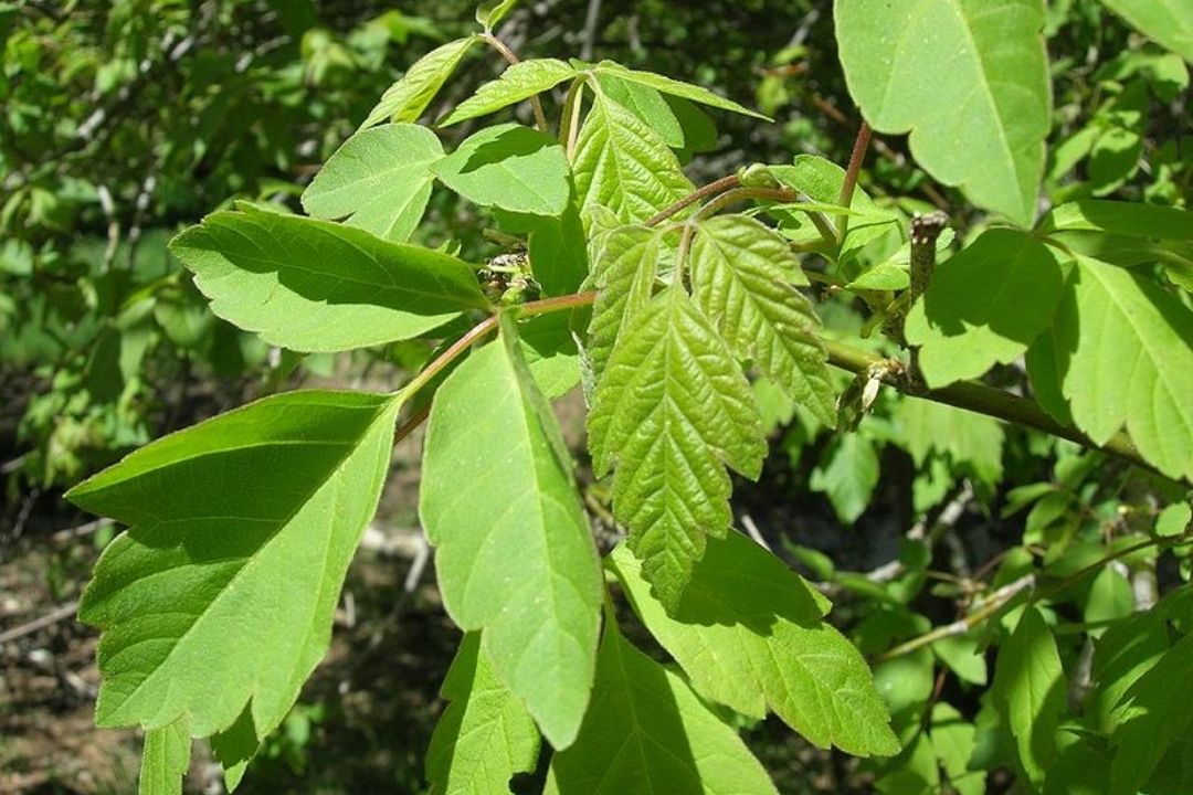 feuilles-a-folioles-erable-a-giguere