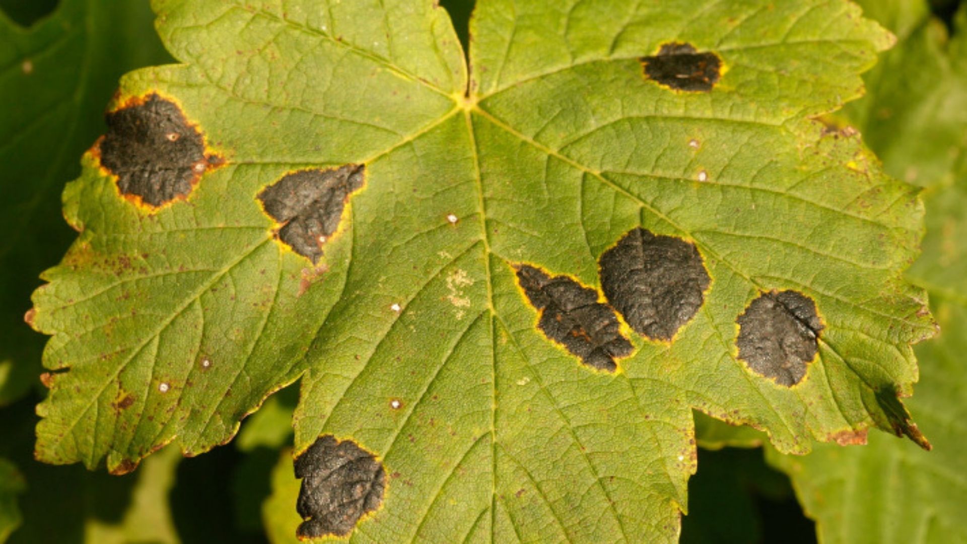 Quelques feuilles d'arbres…  Feuille arbre, Reconnaitre les