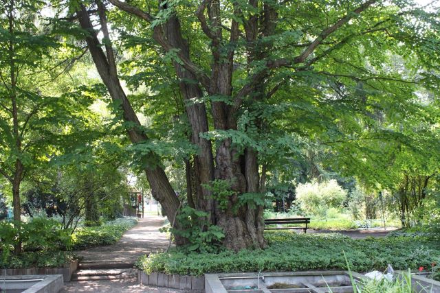 Un katsura au Québec n’atteindra pas ces proportions