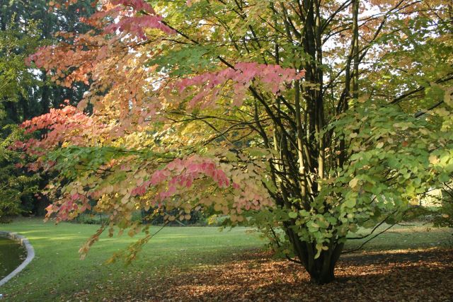 Arbre de Katsura multi-troncs à Laval, Québec