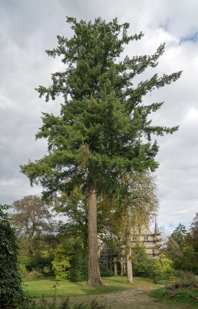 Le Douglas vert est un arbre gigantesque lorsqu'à maturité