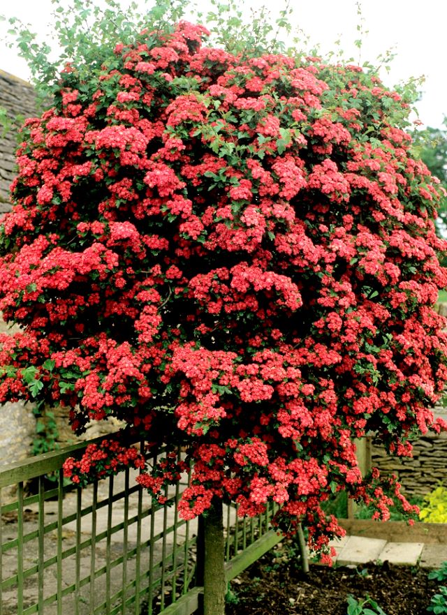 Aubépine Crimson Cloud - Arbre à fleurs rouges