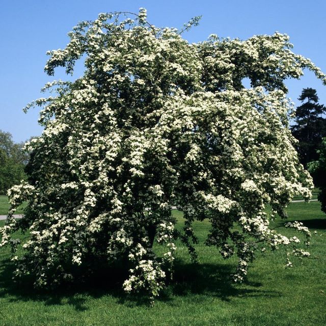 Aubépine du canada - Arbre à fleurs blanches