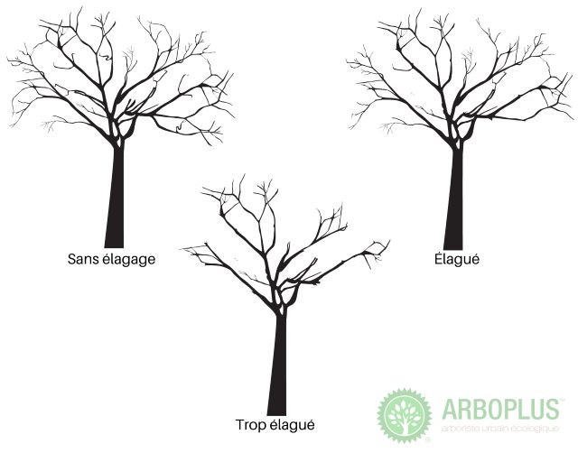 L'élagage d'un arbre est un art important à maîtriser