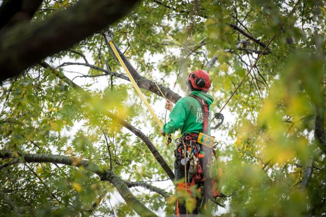 Élagueur certifié chez Arboplus au Québec