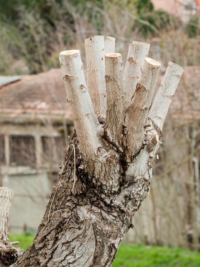 Mauvaise pratique arboricole - étêtage d'arbre