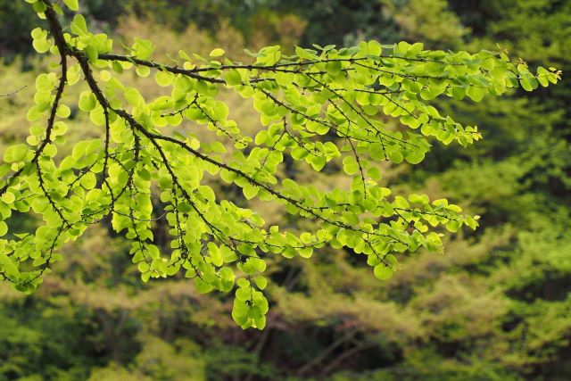 Les feuilles de l'arbre caramel ont la forme d'un cœur arrondi