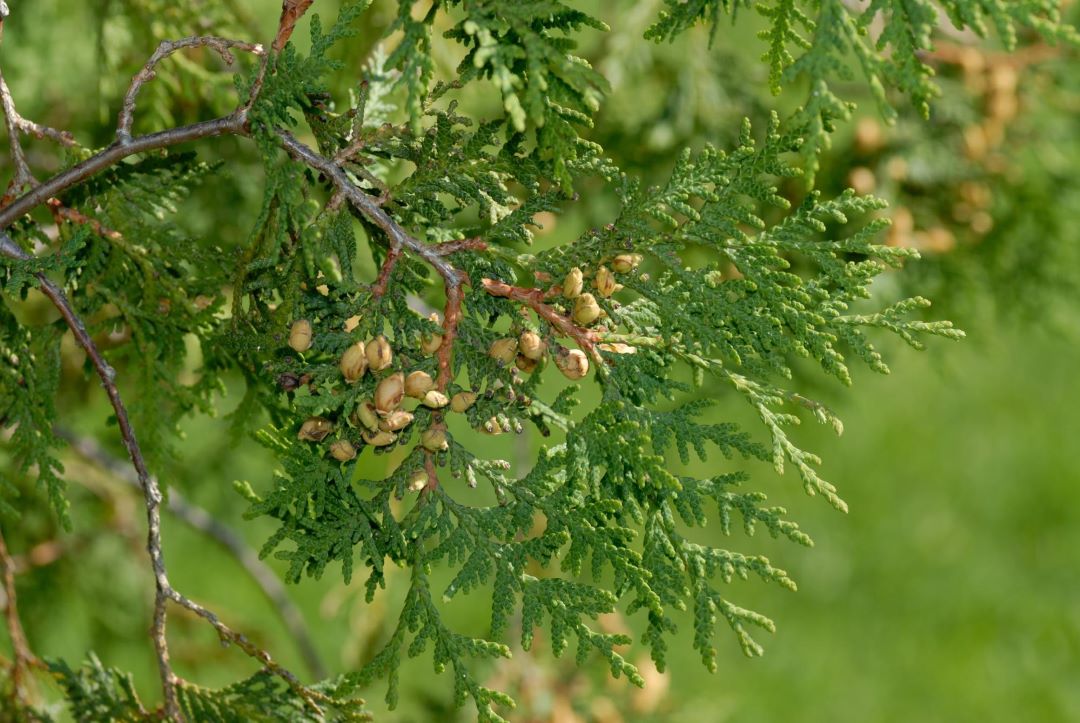 Feuilles et fruits du cèdre du Canada