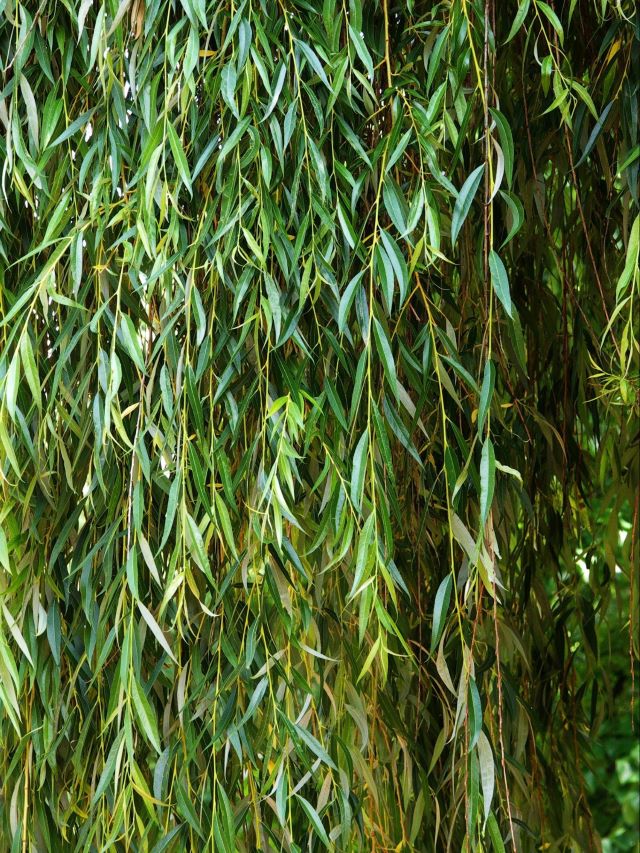 Feuilles et rameaux tombants du saule pleureur