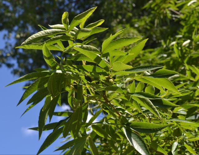 Les feuilles du noyer des marais ont jusqu'à onze folioles