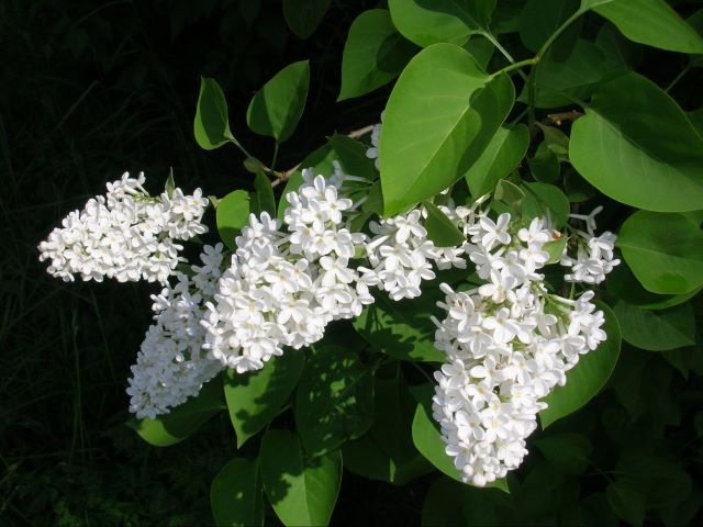 Les fleurs du Syringa vulgaris peuvent être blanches, roses ou violettes