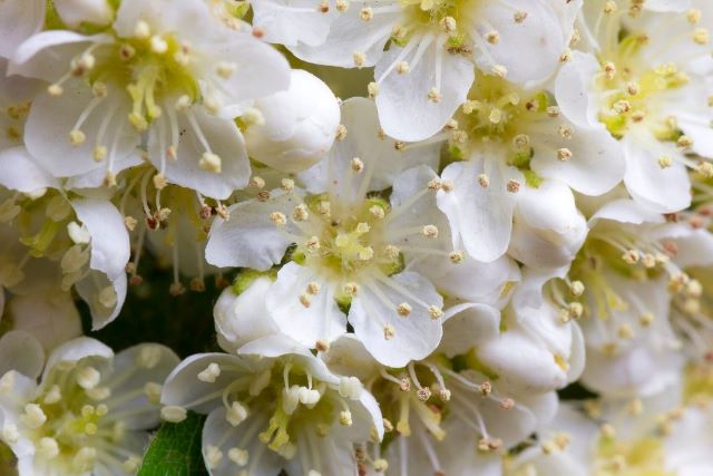 Fleurs blanches du Sorbier White Swan