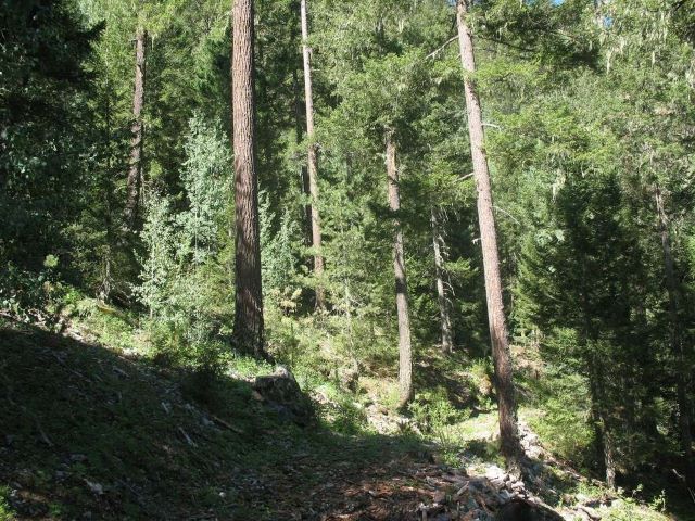 Forêt canadienne avec des sapins de Douglas