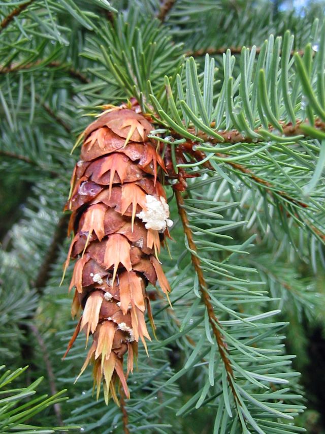 Le cône est le fruit du pin d'Oregon