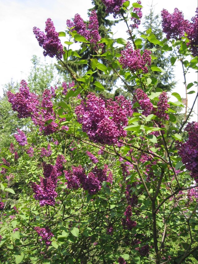 Lilas pourpre ornemental