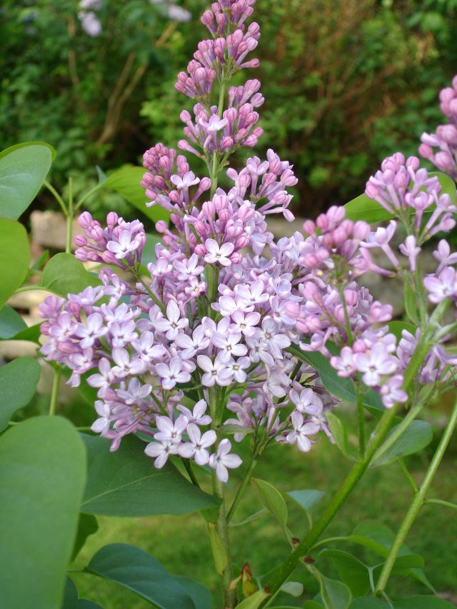 Lilas commun - arbuste floral très populaire au Québec