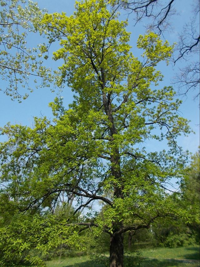 Noyer amer mature à Laval, au Québec