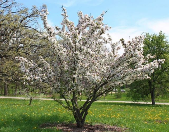 Beau pommier en floraison dans les Laurentides