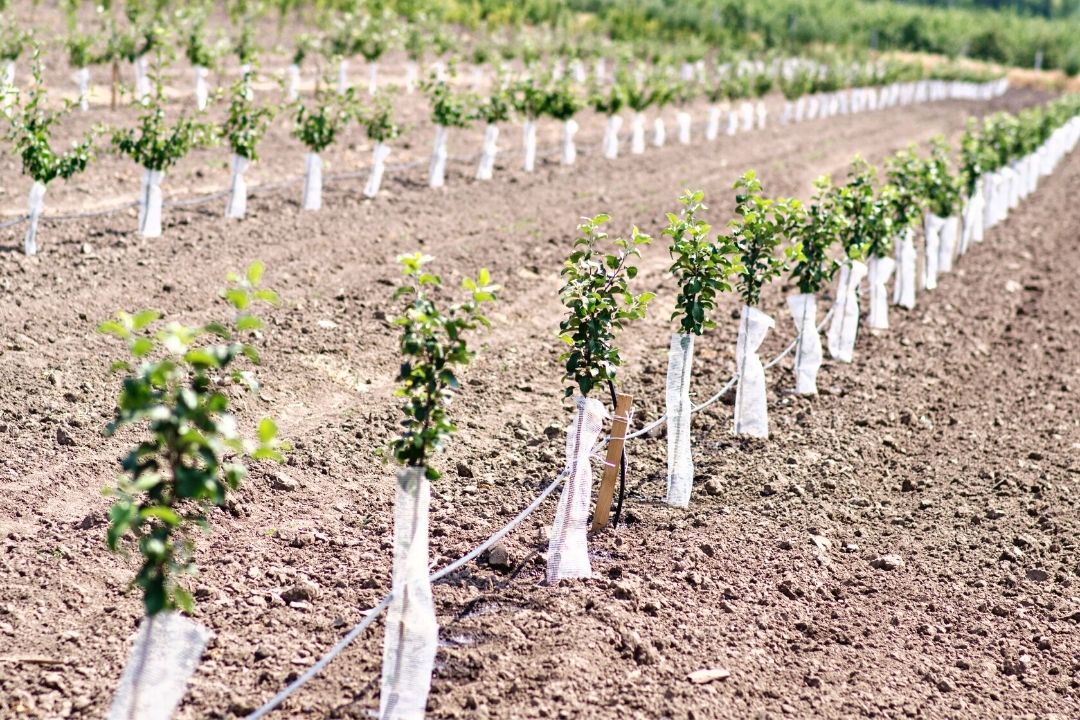 Protection du tronc des jeunes arbres en début de vie