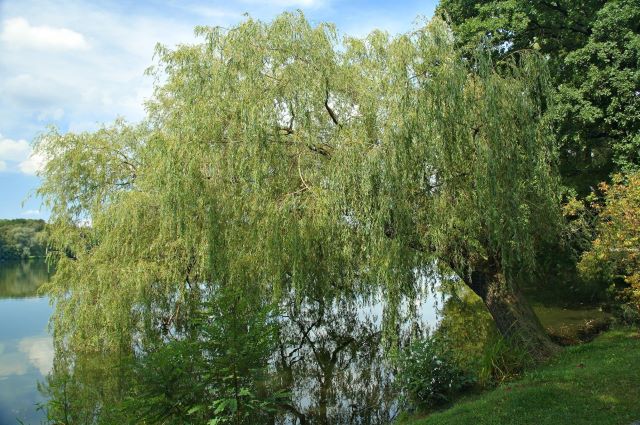 Saule pleureur - variété de saule la plus répandue au Canada