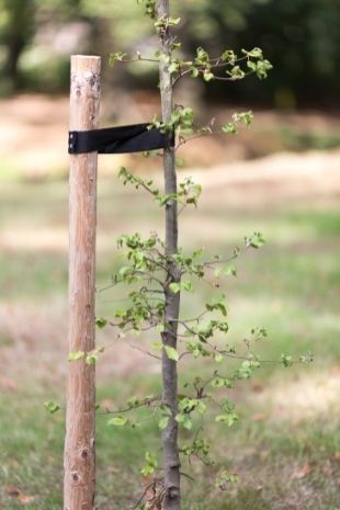 Attache de plante pour sécuriser les plantes de jardin, les arbres