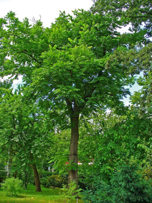 Spécimen mature du noyer cendré