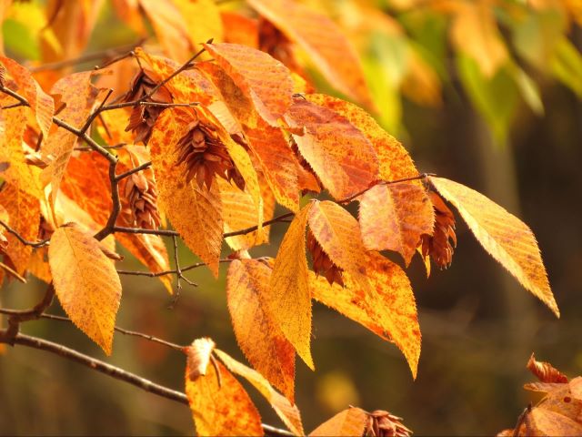 Ostryer en automne au Québec